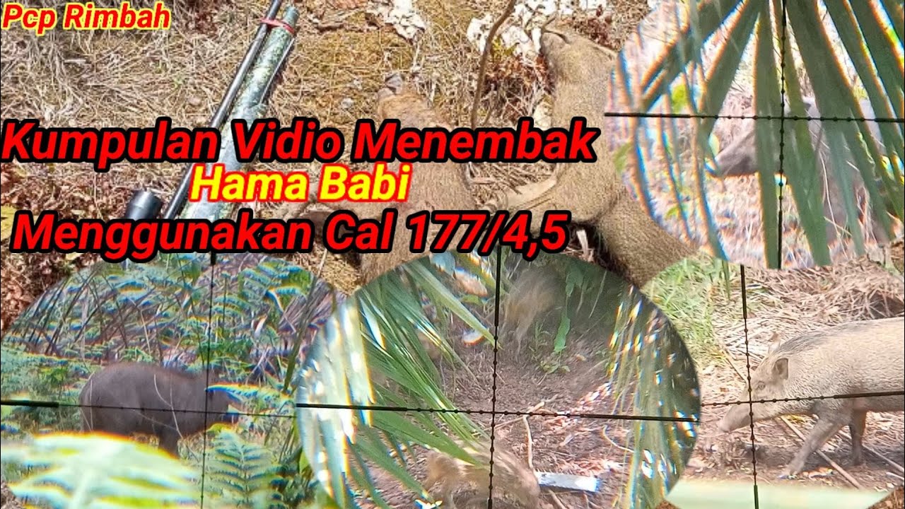 KUMPULAN VIDIO MENEMBAK HAMA BABI HUTAN??MENGGUNAKAN CAL177/4,5 UNIT MARAUDER