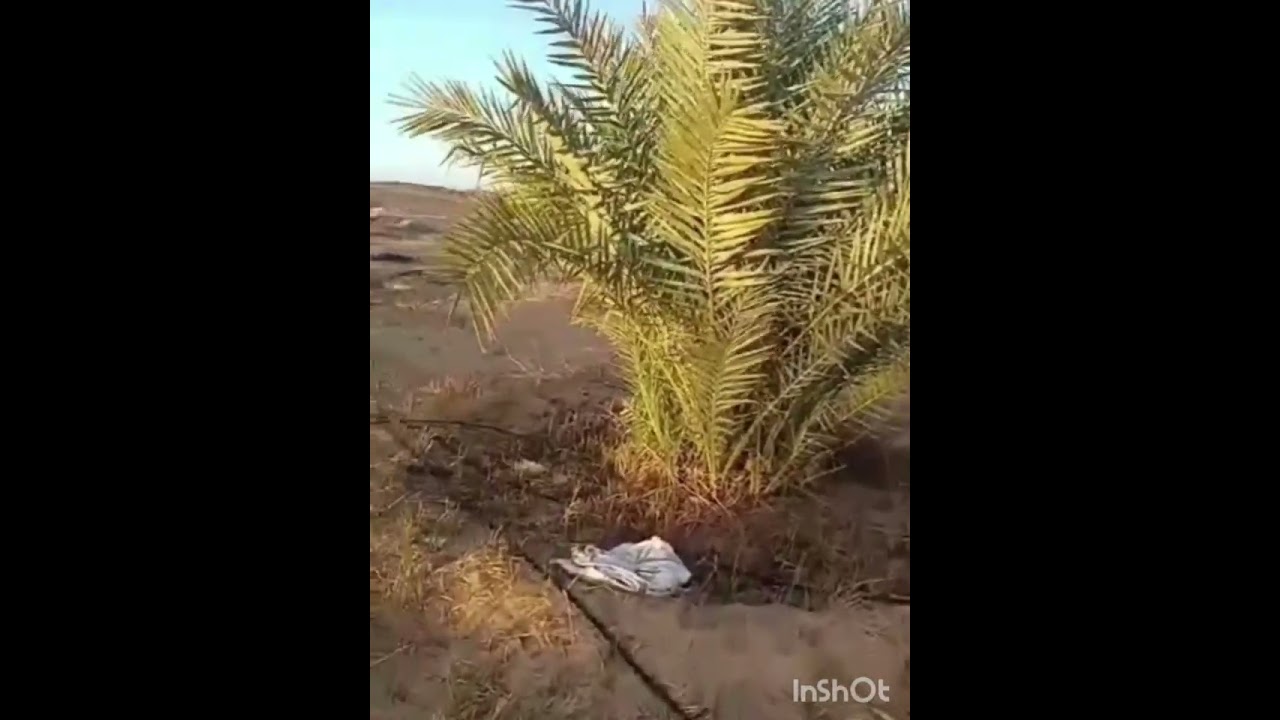 مزرعة ٢٥ فدان في الواحات البحرية بسعر يناسب الجميع!