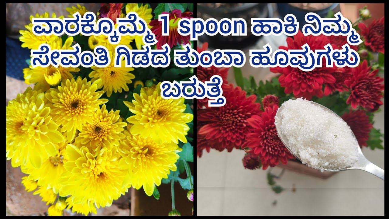 ವಾರಕ್ಕೊಮ್ಮೆ ಈ fertilizer use ಮಾಡಿ ಸೇವಂತಿಗೆ ಗಿಡದಲ್ಲಿ ಹೂವುಗಳ ಸುರಿಮಳೆ||#sevanti 