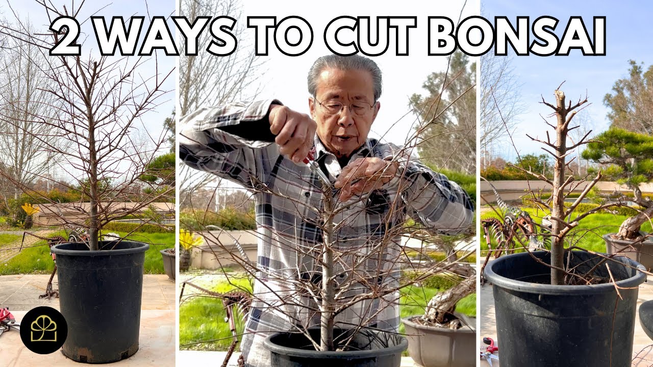 How to Turn Chinese Elm Nursery Trees Into Bonsai