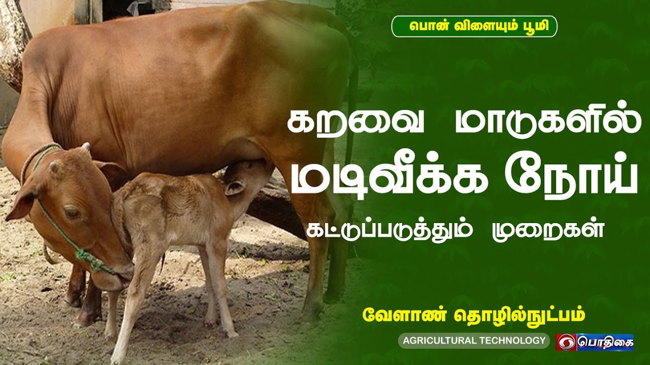 கறவை மாடுகளில் மடிவீக்க நோய் கட்டுப்படுத்தும் முறைகள்