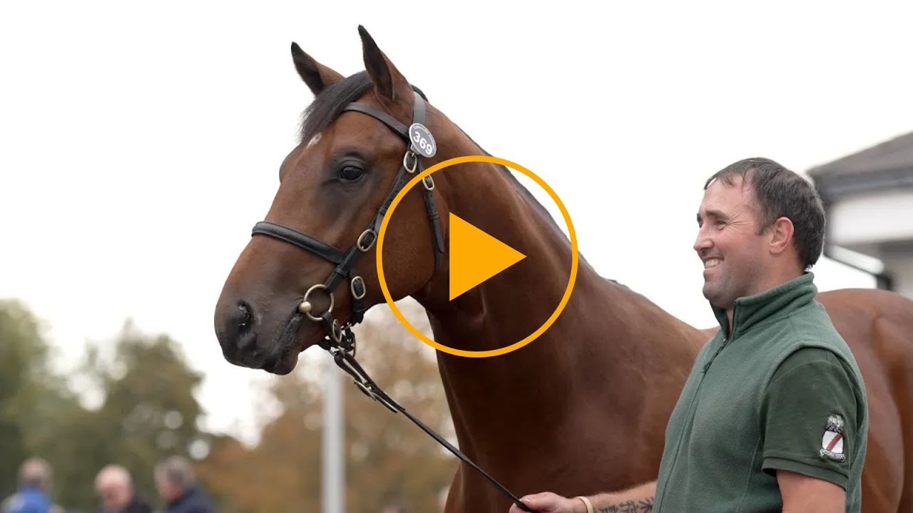 Review: The Record-breaking September Yearling Sale