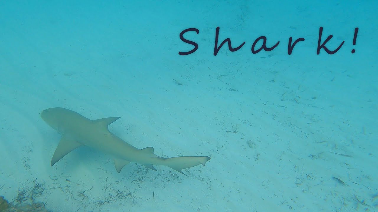 Perfect Day at CocoCay Snorkeling