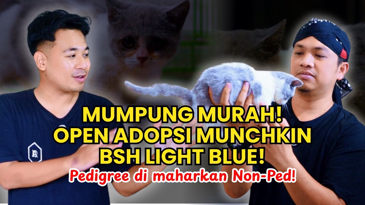Open Adopsi BSH Munchkin Light Blue, Dari indukan import Pedigree dijual Non Ped Buruan rejeki kamu!