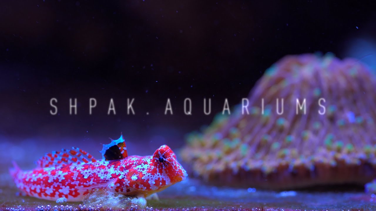 Морской рифовый аквариум Shpak Aquariums. Оборудование, автоматизация.