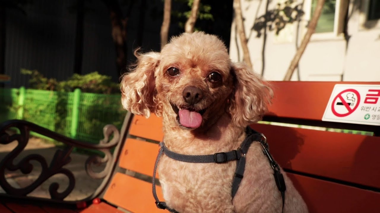 This saved my dog from a trip to the vet!