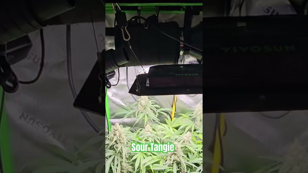Sour Tangie Sweetheart ❤️ 💙 💜 #cannabisfamily #cannabisgrowers #garden #marijuana