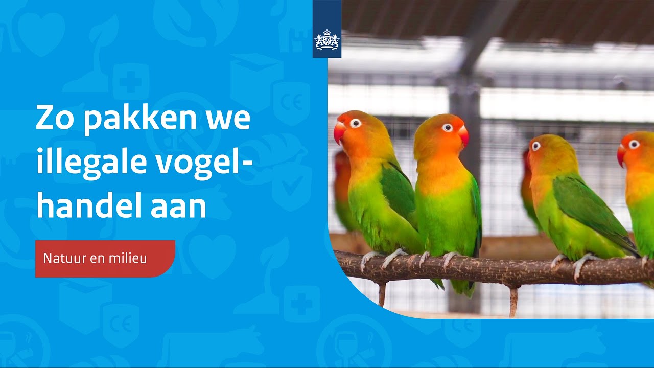 Illegale vogelhandel: hoe controleren wij hierop