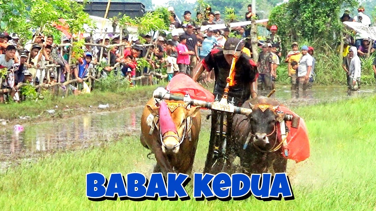 BABAK KEDUA KARAPAN SAPI BRUJUL 8 FEBRUARI 2026