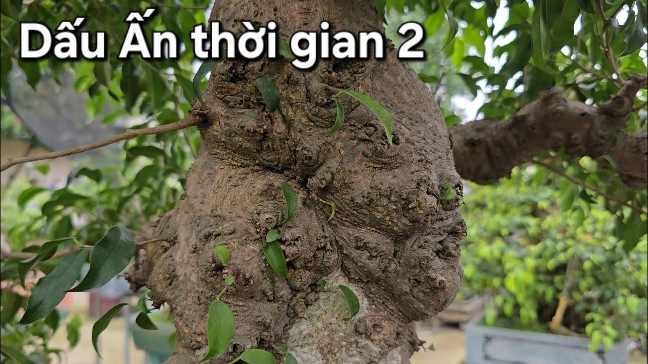 Lại xuất hiện Dấu Ấn thời gian 2 ở vườn em Duy An