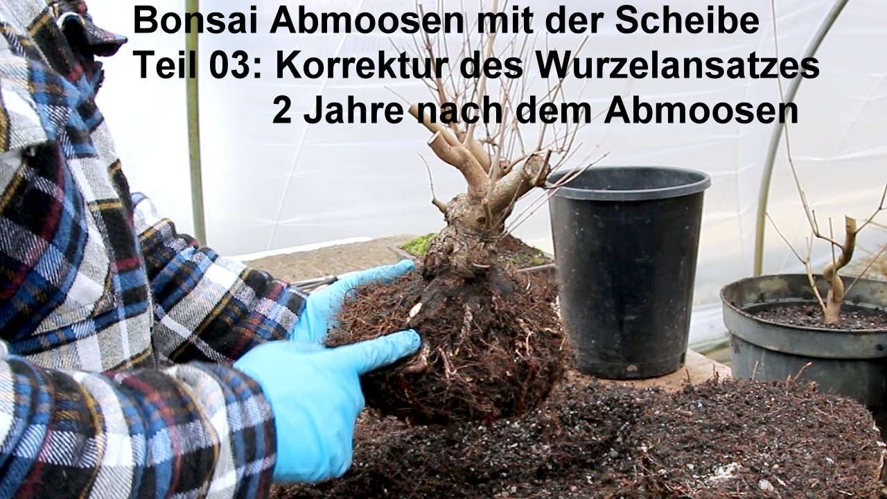 Bonsai Abmoosen mit Scheiben - 03: Wurzelkorrektur nach 2 Jahren