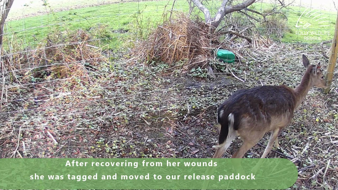 Rusthall Deer Rescue April 2021