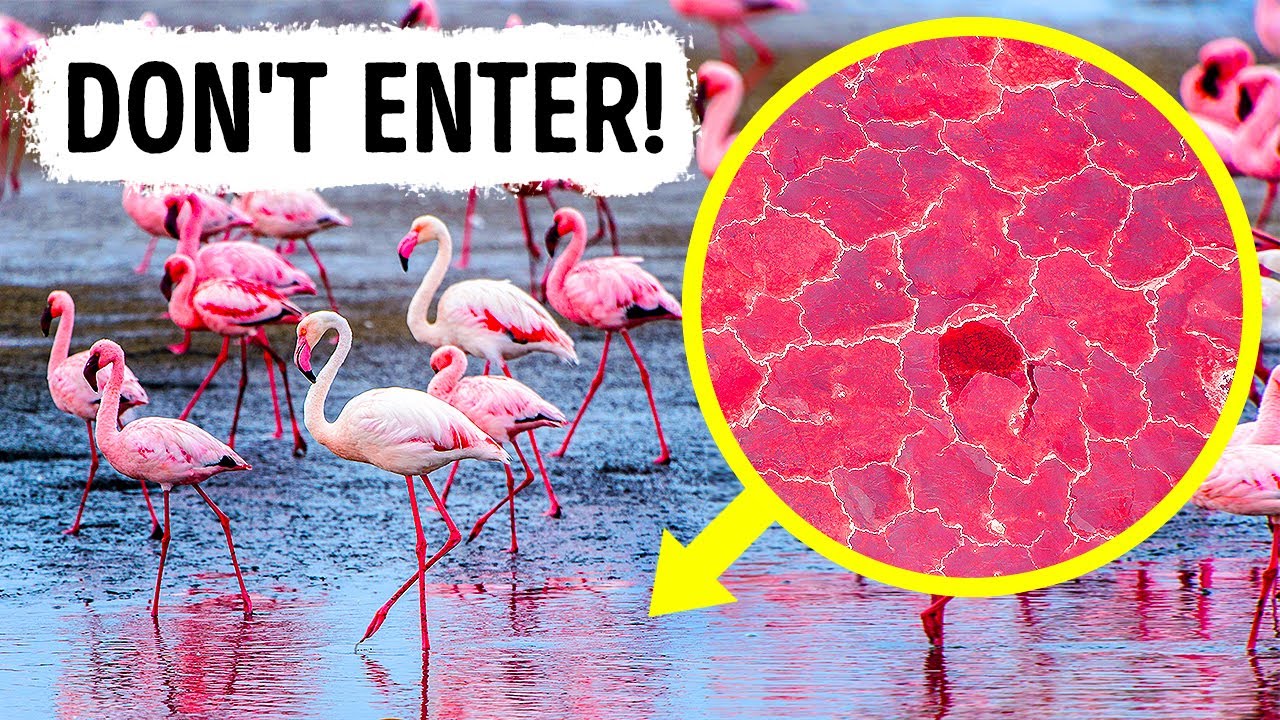 Don't Touch the Water, If You See Flamingos in It
