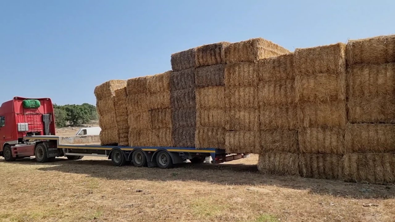 A ver si os gusta como descargamos el camión de paja😉