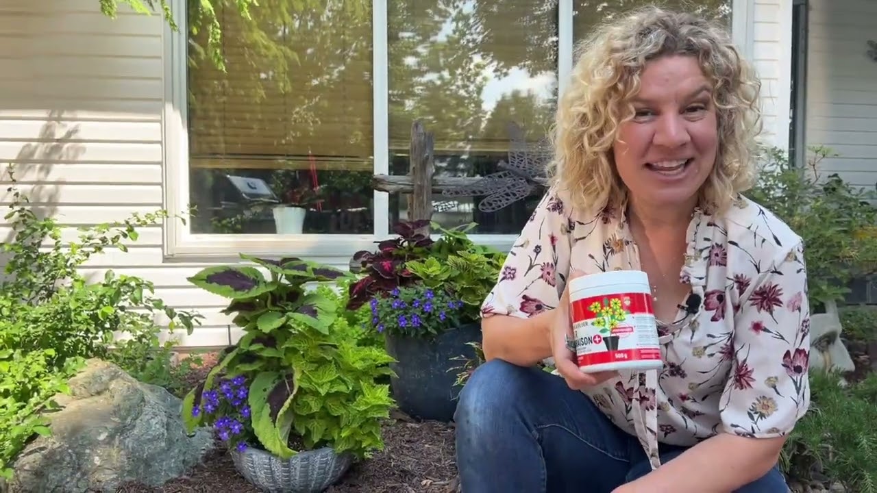 Comment fertiliser des fleurs annuelles en pot?