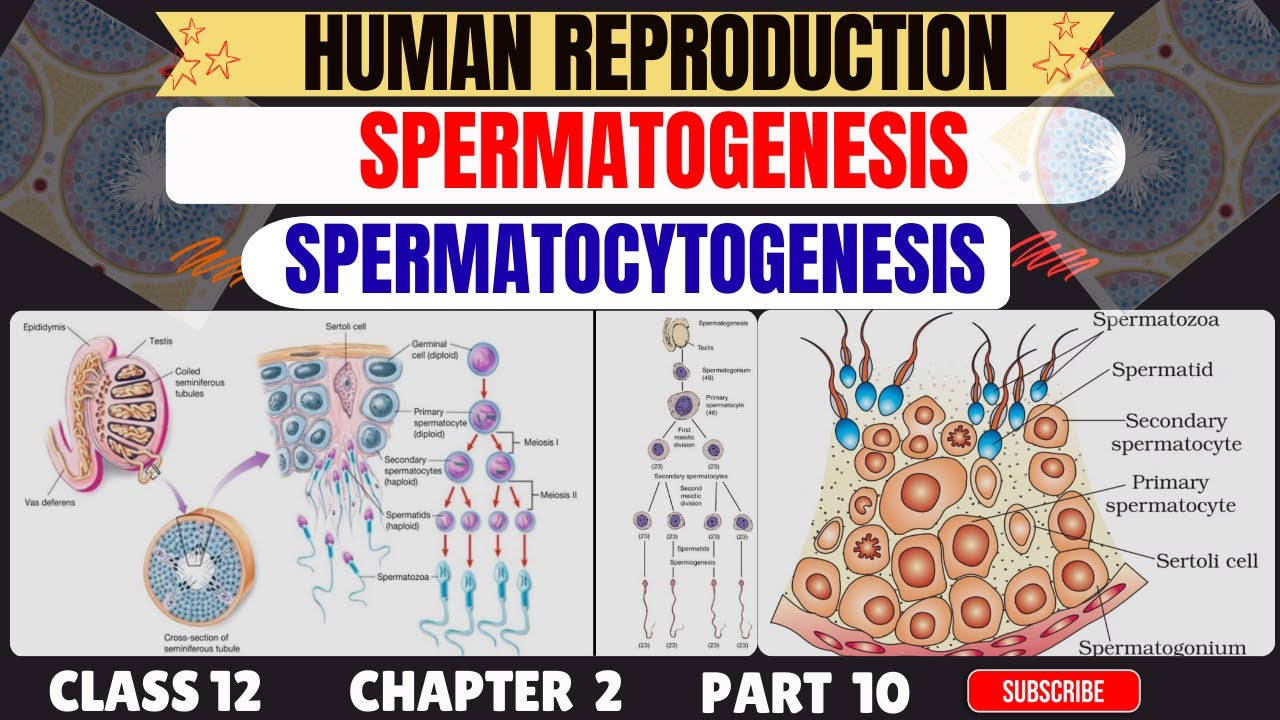 SPERMATOGENESIS PHYSIOLOGY IN HINDI | PROCESS OF SPERMATOCYTOGENESIS | HUMAN REPRODUCTION | NEET |