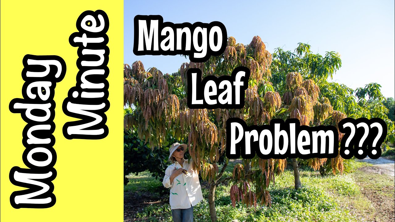 Monday Minute- Mango Leaf Problem???