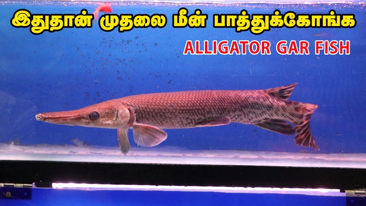 இது ரொம்ப ஆபத்தான மீன் 😮😮 | Cloning Aqua