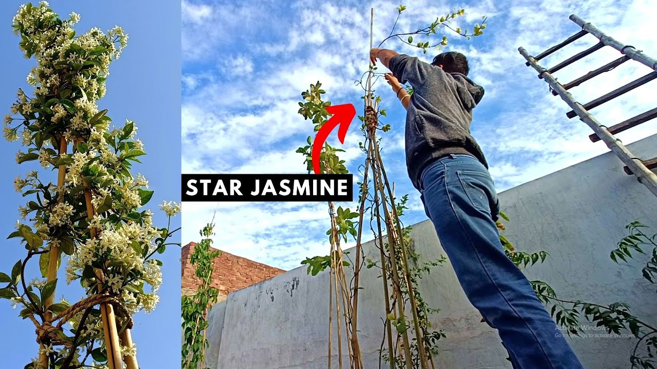 Why my STAR JASMINE FAILED to Grow in my Balcony?