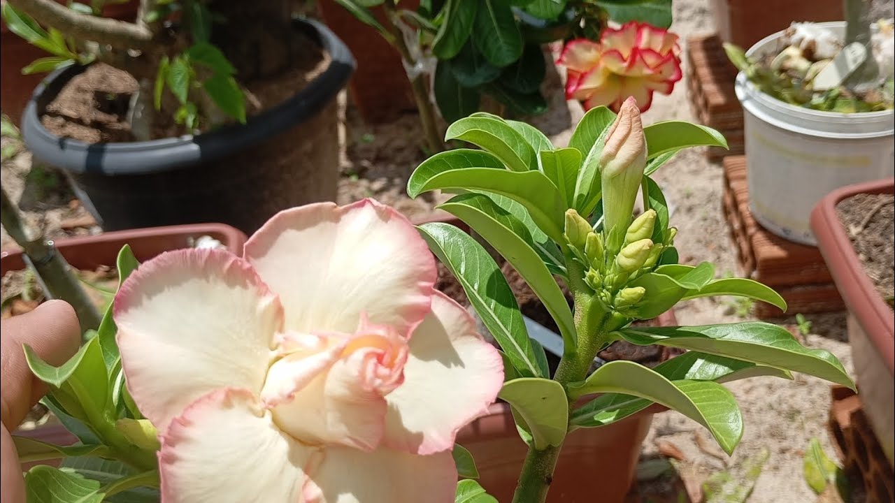 Fazendo tur nas minhas Rosas Do Deserto