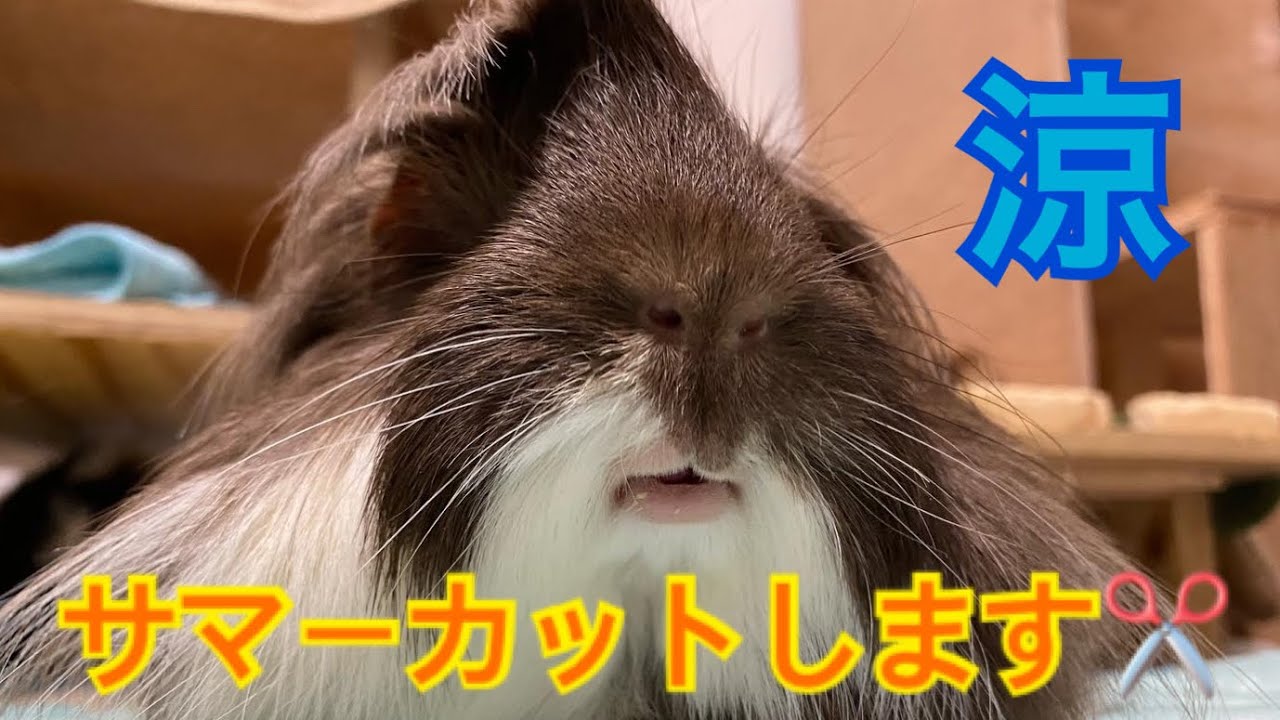 【スッキリ】モルモットの長い毛バリカンでカットしてみた！