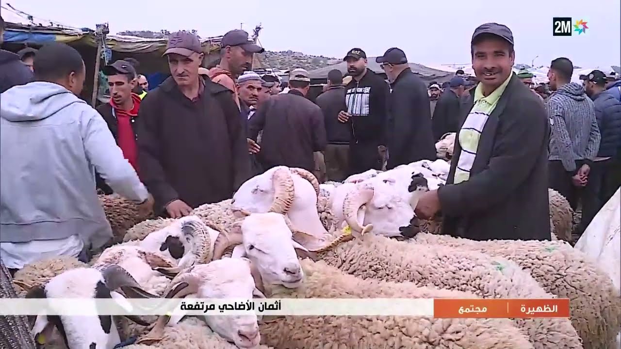 أثمان الأضاحي مرتفعة