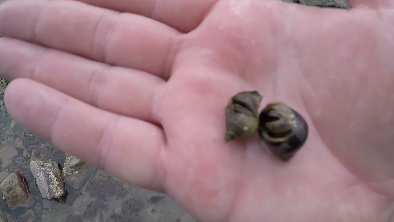 COASTAL FORAGING (perry winkles )