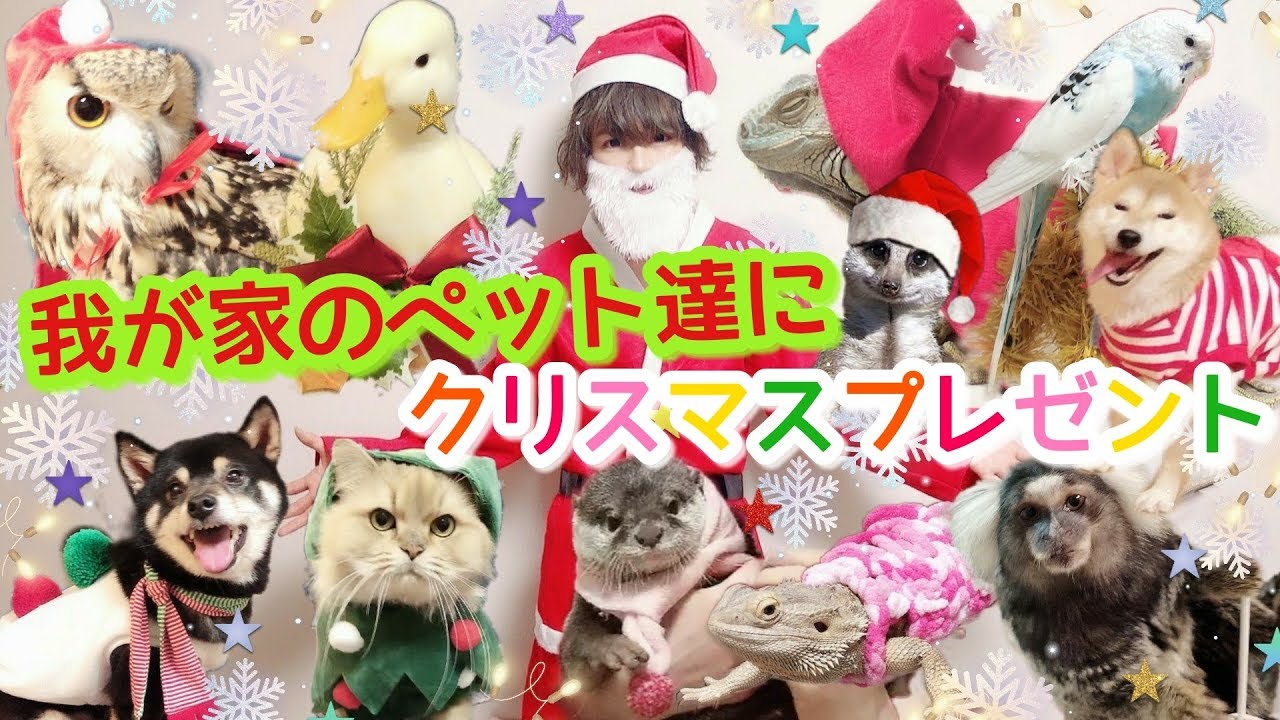 我が家のペット達にクリスマスプレゼントあげてみた！最悪の結末が(T-T) Christmas gifts for pets