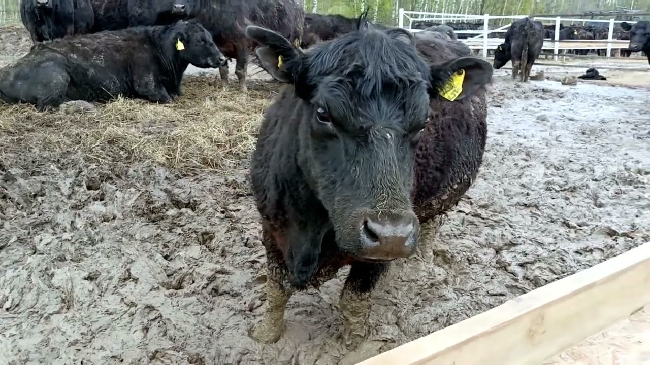 УСТАНОВИЛИ ПАСТУХ ДЛЯ АБЕРДИНОВ!