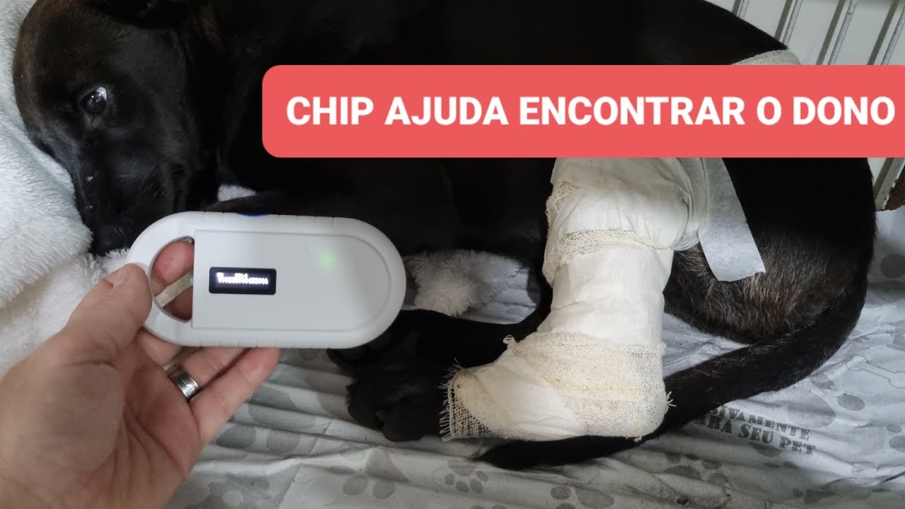 MICROCHIP EM ANIMAL PERDIDO