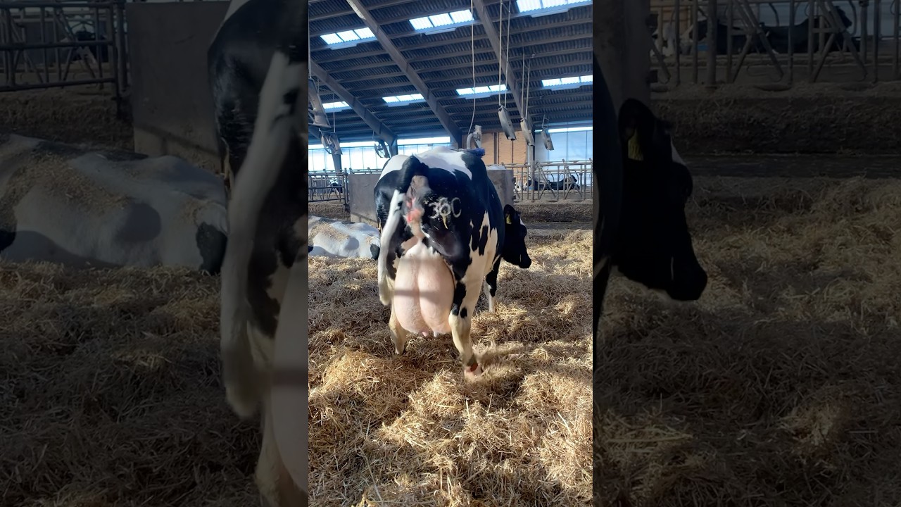 This Holstein will give birth in 15 min #cow #denmark #farming #agriculture #farmlife #shortvideo