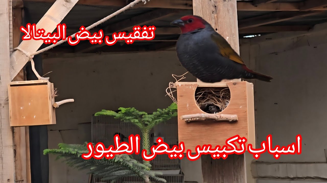 محمية الطيور  ... اسباب تكبيس بيض الطيور وعوامل الطقس 
