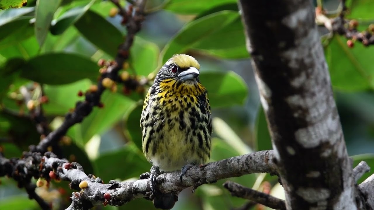 Gilded Barbaet / Barbudo Brilloso (Capito auratus)