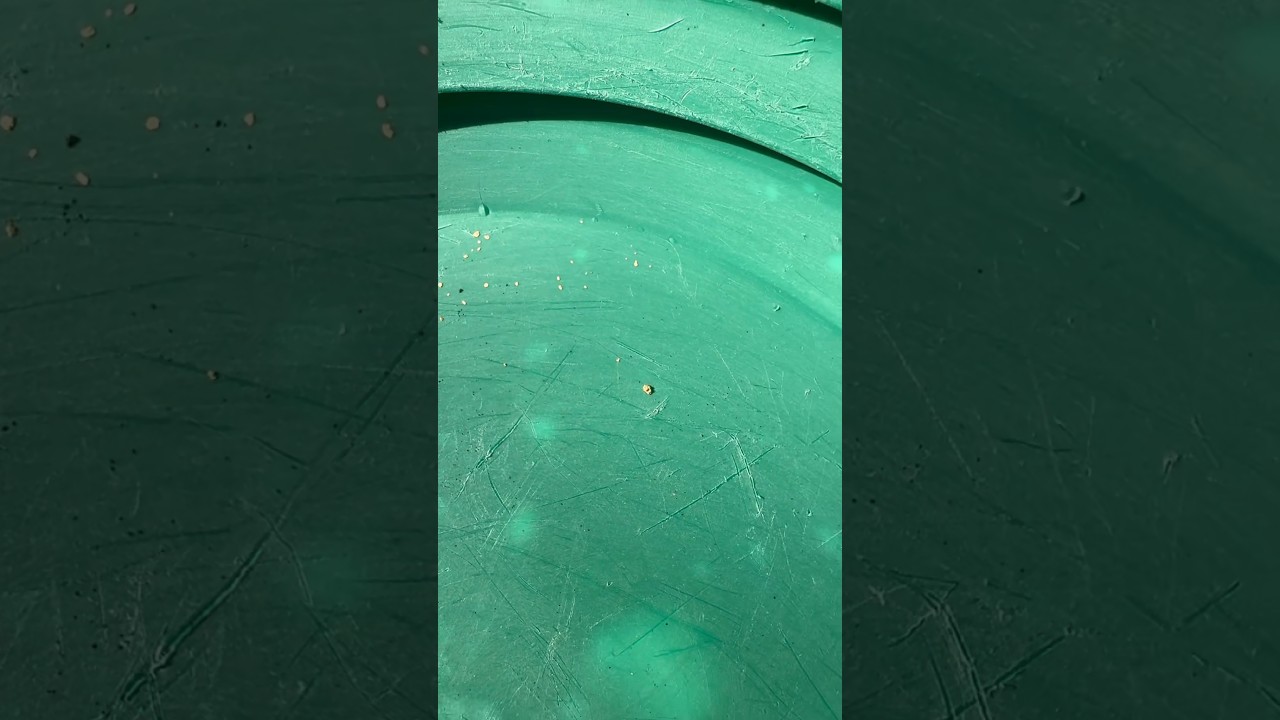 Prospecting With Stoney! My First Gold Picker!!! #shorts #goldpanning #gold #prospecting #