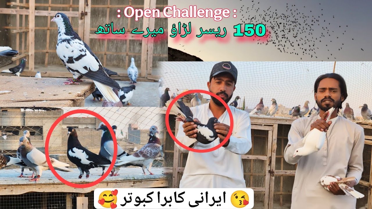 150 Kabotar Larane Ka Open Challenge 😨 80 New Racer Kabotar || Kabre Kabotar 