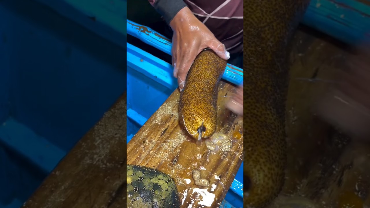 Squeezing the GUTS Out of a Sea Cucumber!