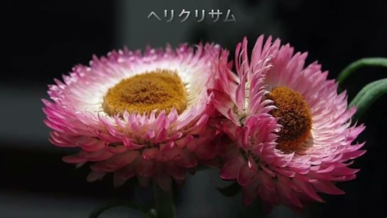 ヘリクリサム