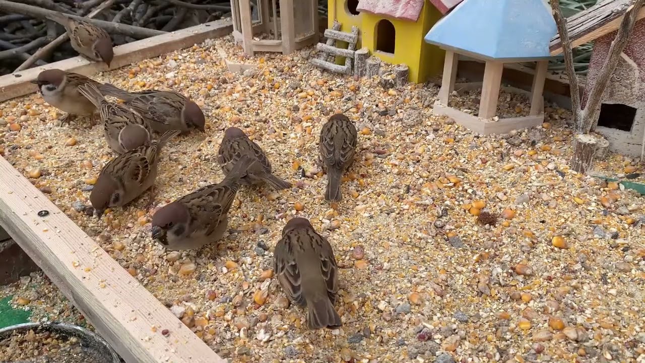 A Handful of Rice, and the Sparrows Came 🐦 | Pure Nature Healing-P260210