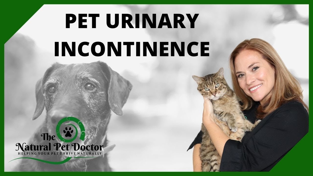 Pet Urinary Incontinence and Natural Treatment Options with The Natural Pet Doctor