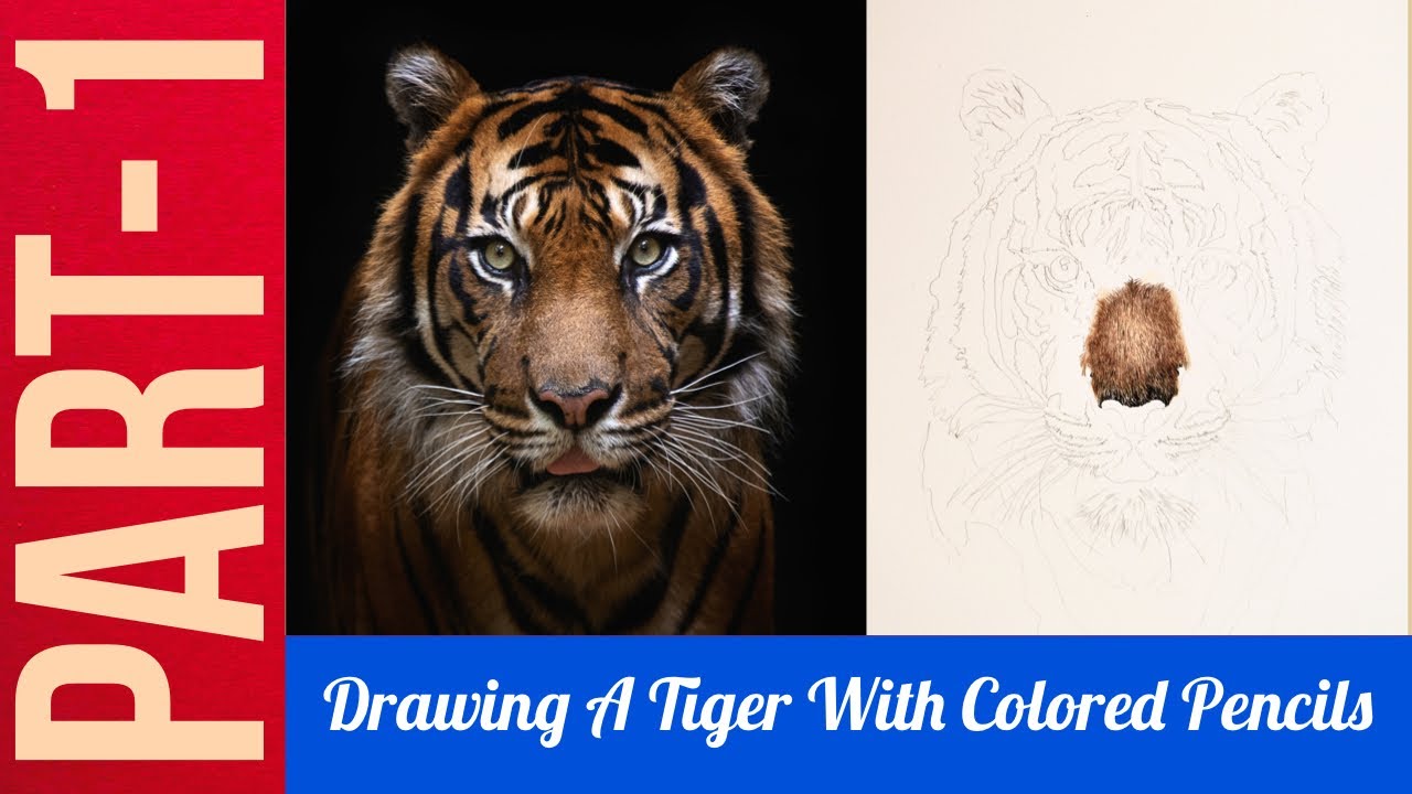 Drawing A Tiger Using Colored Pencils | Part-1