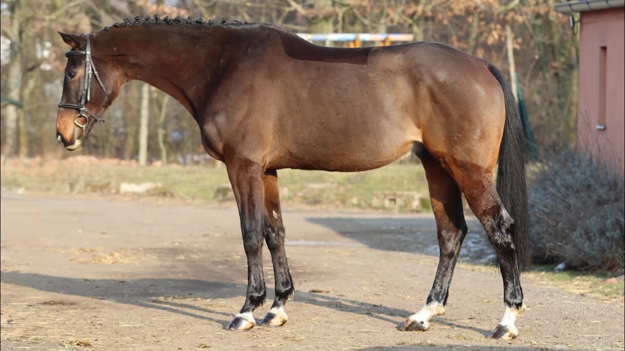 Amisto , GELDING 2018