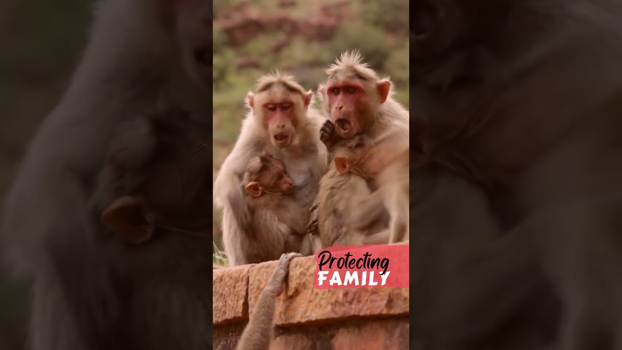 Protecting Family... | Bonnet Macaque Monkey