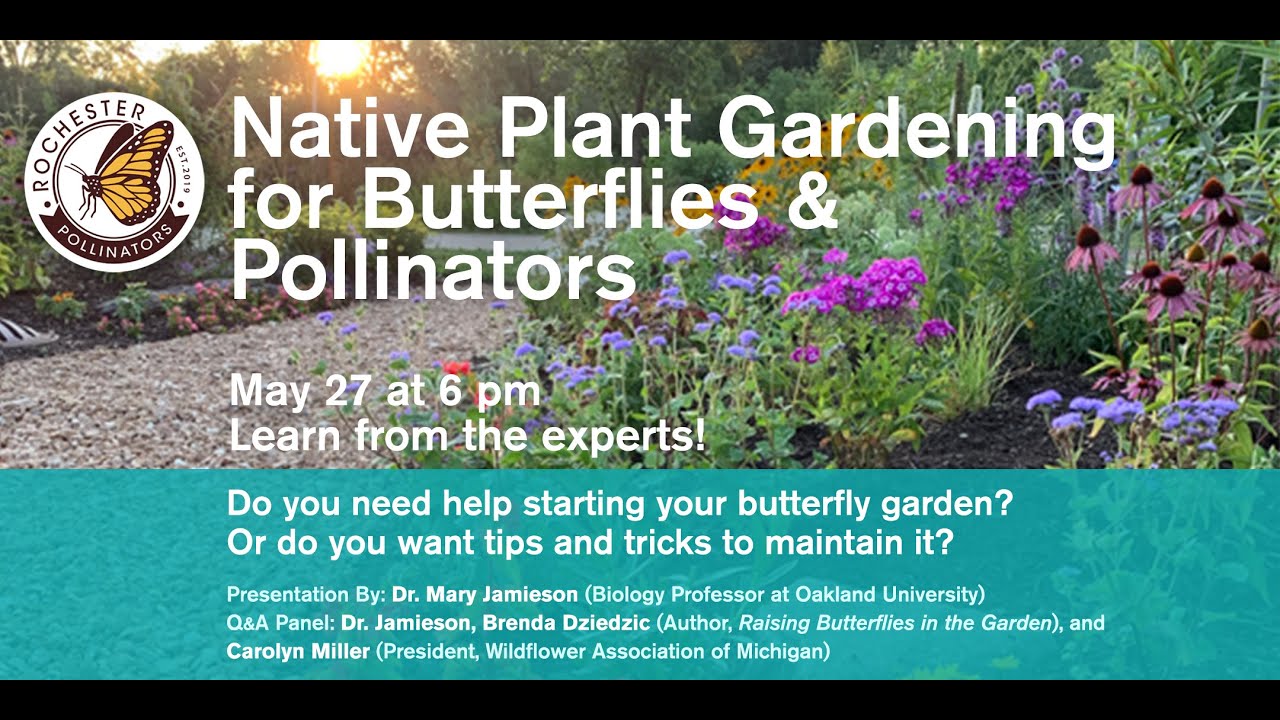 Native Plant Gardening for Butterflies & Pollinators