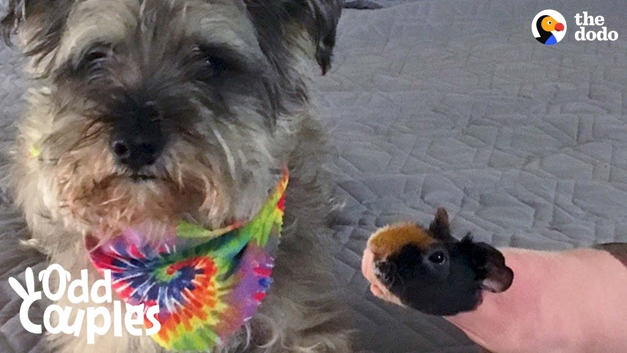 Antisocial Naked Guinea Pig Finally Finds His Soulmate  | The Dodo Odd Couples