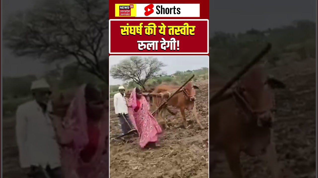 Woman farmer viral video: बैल की जगह खुद हल खींचने लगी महिला! shorts | Viral Video | Maharashtra |