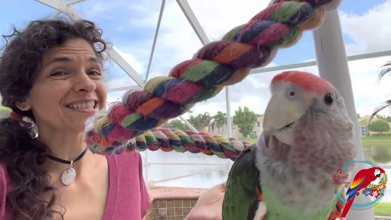 Cape Parrot Genders: Which Would I Add?