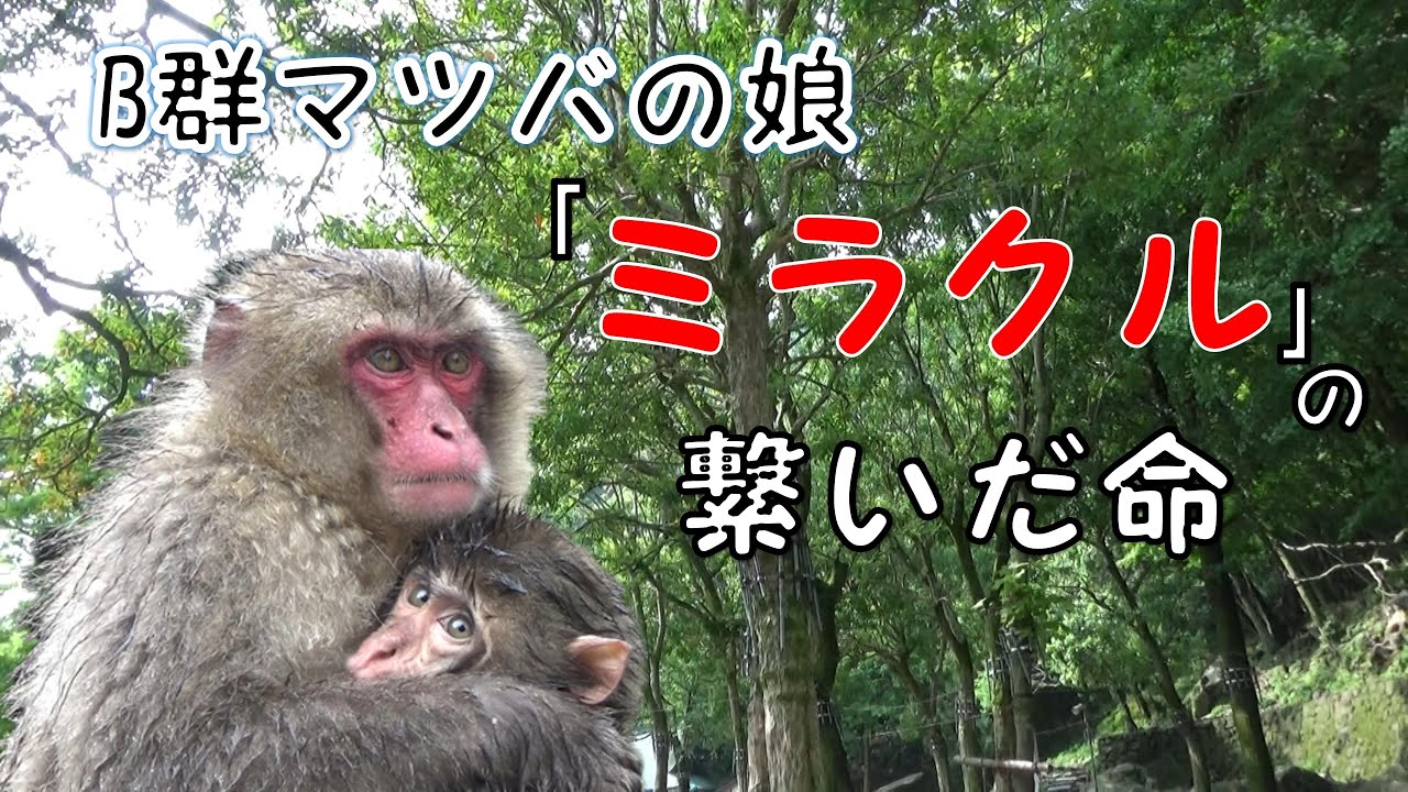 B群マツバの娘「ミラクル」の繋いだ命