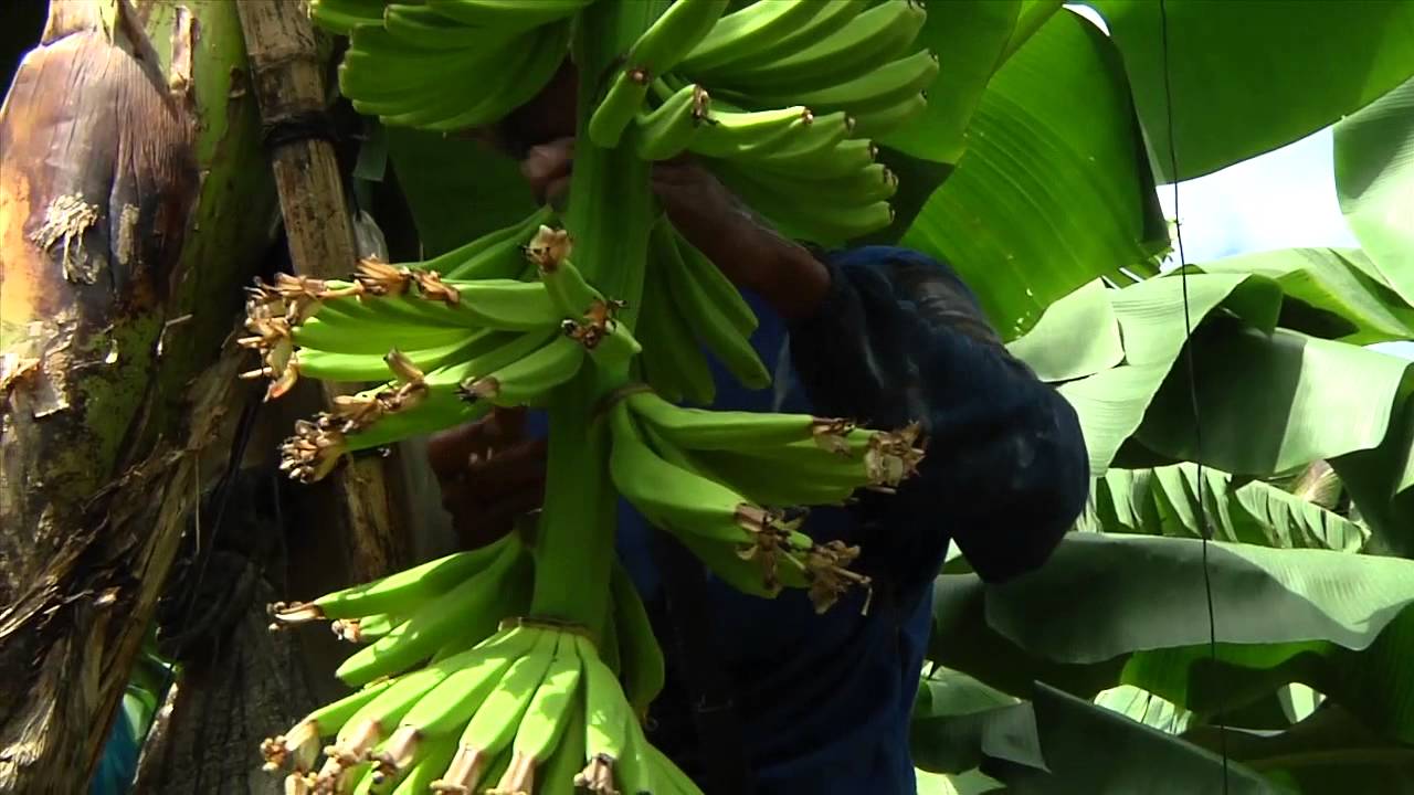 DOLE - Banana Development & Care