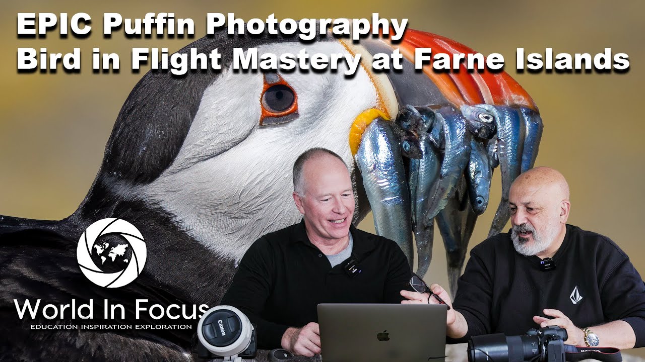 🐧 EPIC Puffin Photography on the Farne Islands - June 2025 | Behind the Scenes Wildlife Shooting
