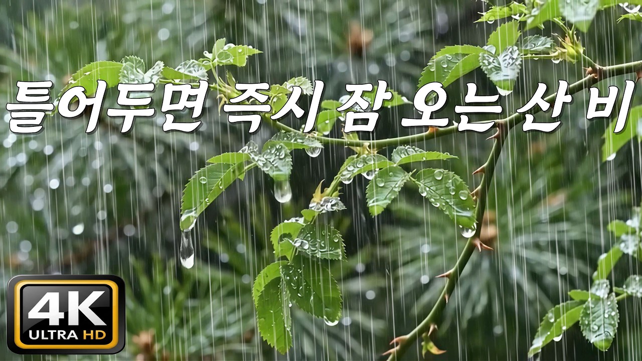 틀어두면 즉시 잠 오는 산 빗소리, [중간광고없음]10분후 검은화면, 틀자마자 기절 숙면 💤 즉시 잠 오는 깊은 산속 빗소리, 불면증 즉시 탈출, 즉시 숙면 ASMR